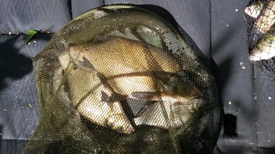 European eel — Dūriai