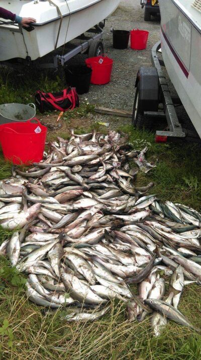 Atlantic cod ×250