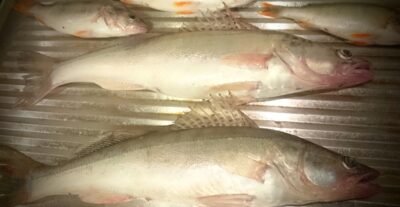 Pike perch ×11 — Kuršių