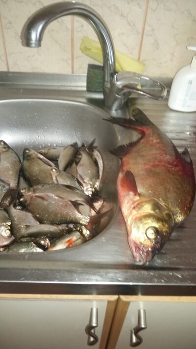 Silver Bream ×23 — Klykolių