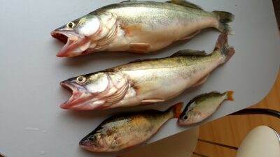 Pike perch ×2 — Kuršių