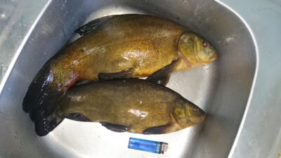 Tench, 1.6 kg