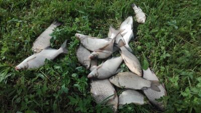 Mirror carp — RUSNĖ