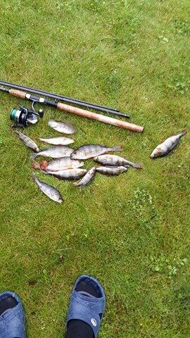 Eurasian perch ×13 — Vigala jõgi