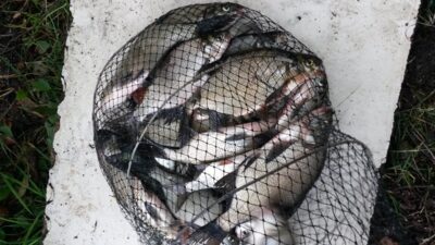 Carp bream — Dūriai