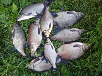 Carp bream ×9 — Lamėstas