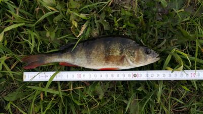 Eurasian perch