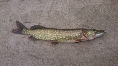 Northern Pike, 0.9 kg — Galuonis
