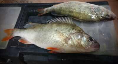Eurasian perch, 0.4 kg — Kuršių