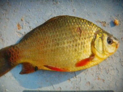 Crucian carp ×16 — Baluosys