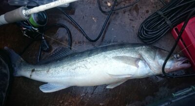 Pike perch, 2.1 kg — Kuršių