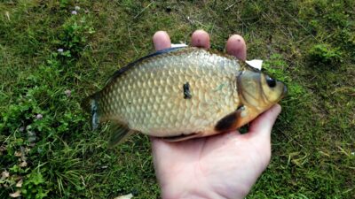 Prussian carp, 0.2 kg