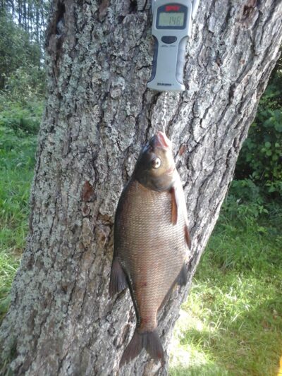 Carp bream, 1.5 kg — Kiaunas