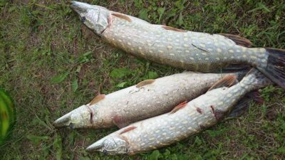 Northern Pike ×3 — Kupiškio