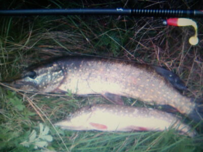 Northern Pike ×3 — Gilūšis