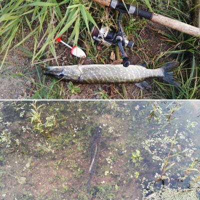 Northern Pike — Neman River