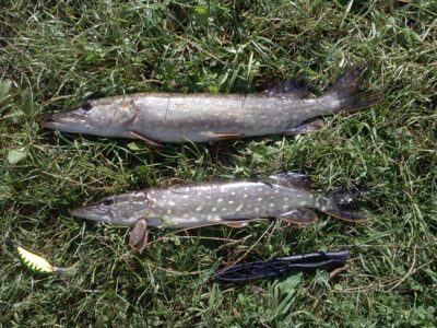 Northern Pike
