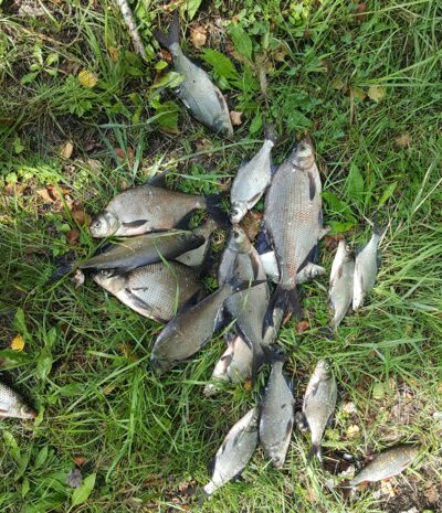Carp bream — Kiaunas