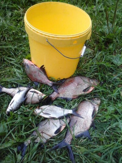 Carp bream ×4 — Lamėstas