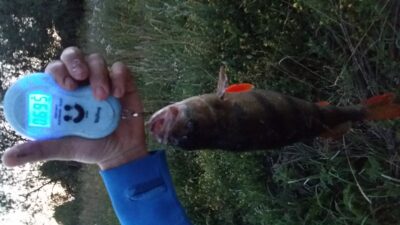 Eurasian perch, 0.7 kg — Dvariukų