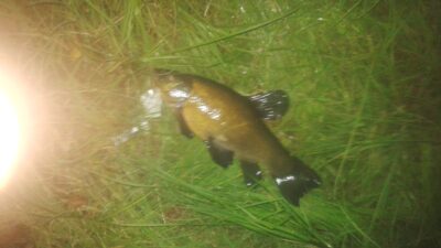 Tench, 1.6 kg