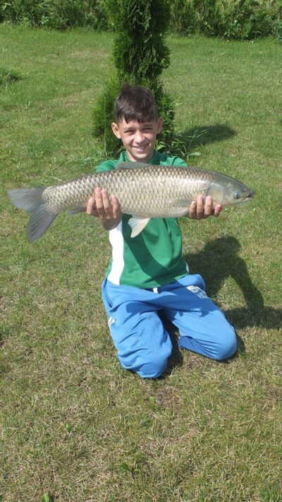 Grass carp, 6.5 kg