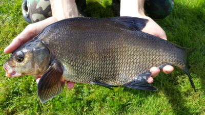Carp bream, 1.2 kg
