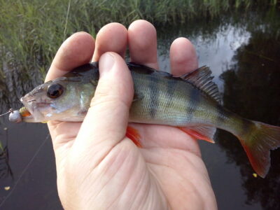 Eurasian perch — Bridvaišis