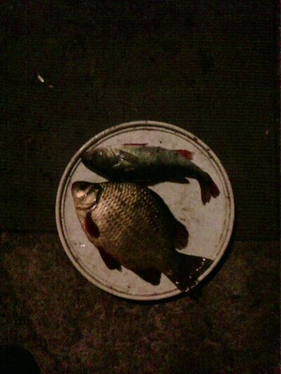 Eurasian perch, 0.3 kg — Dargaičių
