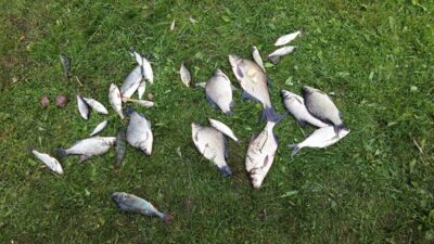 Prussian carp
