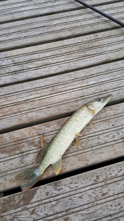 Northern Pike