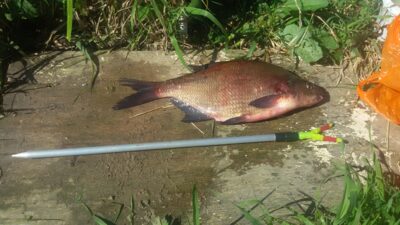 Carp bream, 1.5 kg — Zarasaitis