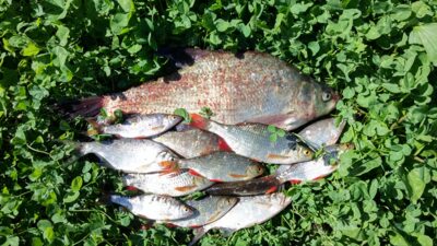 Carp bream, 0.8 kg — Dysnai
