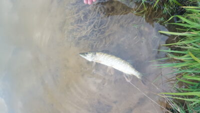 Northern Pike — Keturiasdešimt totorių