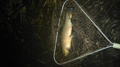 Tench, 0.8 kg — Ilgis