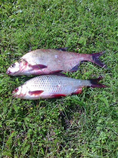 Carp bream, 0.5 kg — Dargaičių