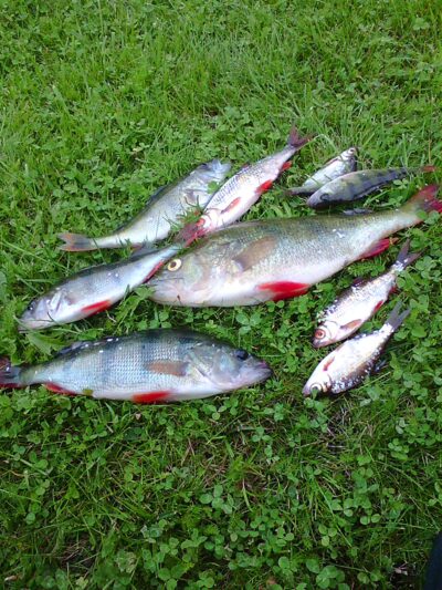 Eurasian perch ×6 — Dargaičių