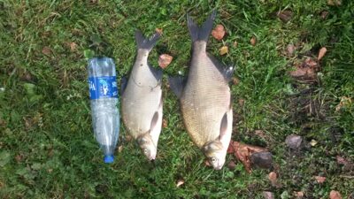Carp bream — Asveja