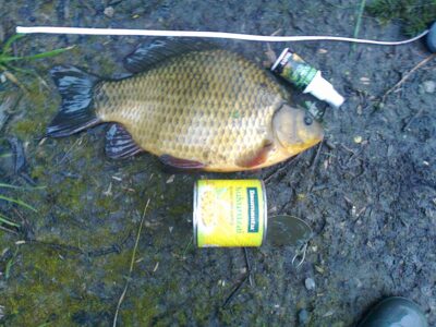 Crucian carp, 1.3 kg