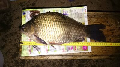 Prussian carp, 1.1 kg — Sujainių