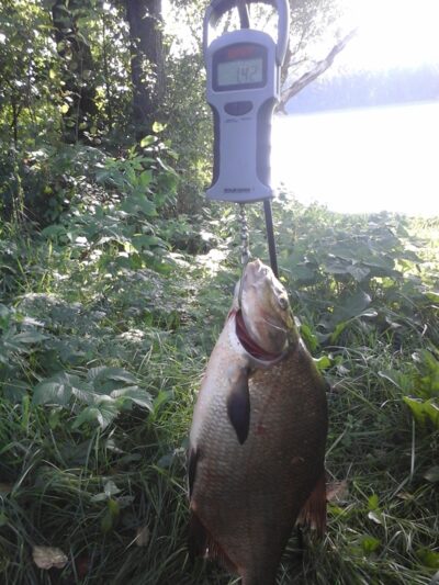 Carp bream, 1.4 kg — Kiaunas