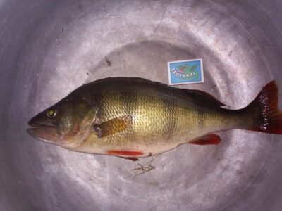 Eurasian perch, 1.0 kg