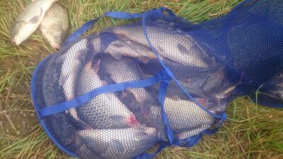 Mirror carp ×25