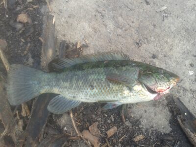 Wrasse, 1.0 kg