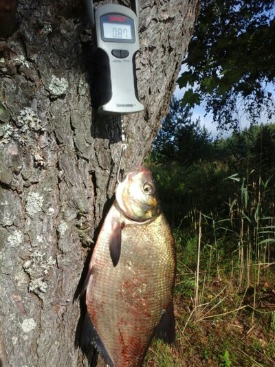 Carp bream, 0.9 kg — Kiaunas