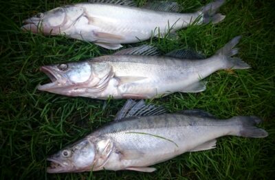 Pike perch ×14 — Kuršių