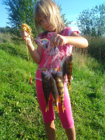 Eurasian perch ×5