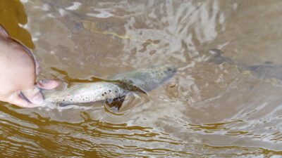 Brown Trout, 0.3 kg — Babrungas