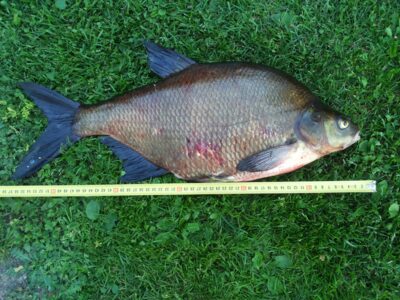 Carp bream, 2.4 kg — Bebrusai