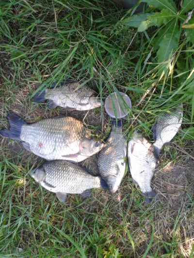 Prussian carp, 1.0 kg — Garliavos I-asis